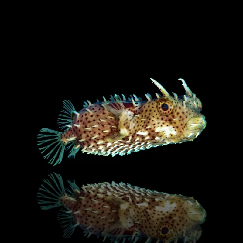 Chilomycterus Antennatus bestellen?| Coralandfishstore.nl Chilomycterus Antennatus bestellen?| Coralandfishstore.nl