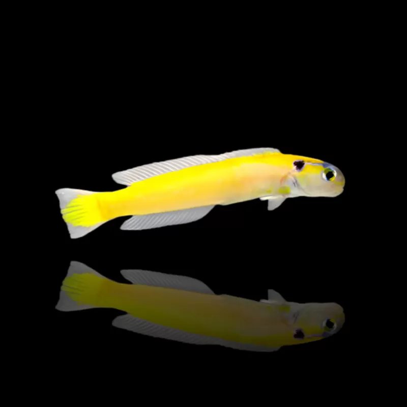 Möchten Sie Hoplolatilus Luteus kaufen? | Coralandfishstore.nl Möchten Sie Hoplolatilus Luteus kaufen? | Coralandfishstore.nl