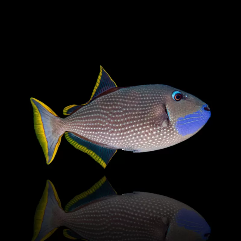 Möchten Sie Xanthichthys auromarginatus kaufen? | Coralandfishstore.nl Möchten Sie Xanthichthys auromarginatus kaufen? | Coralandfishstore.nl