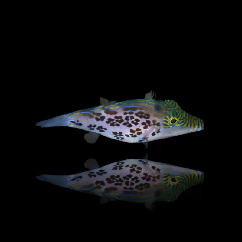 Canthigaster Leoparda