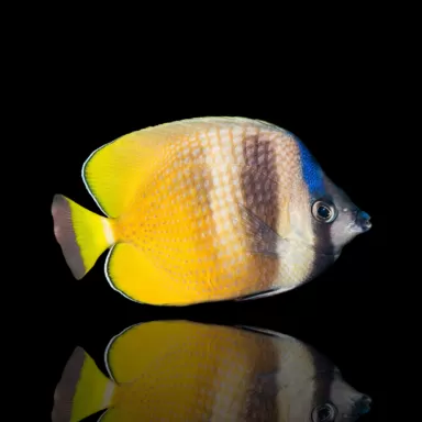 Chaetodon kleinii - Kleinii-Falterfisch | Coralandfishstore.nl