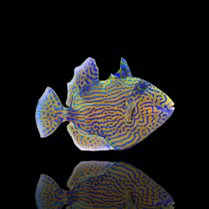 Pseudobalistes fuscus (M)