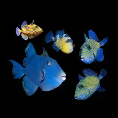 Möchten Sie Pseudobalistes Fuscus (M) bestellen? l Coralandfishstore.nl