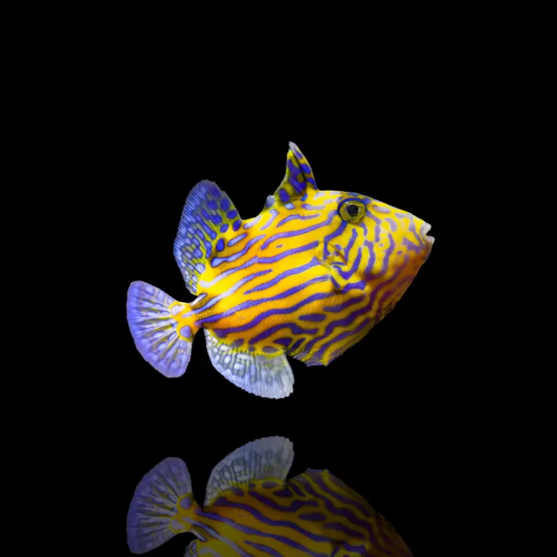 Pseudobalistes fuscus (M)