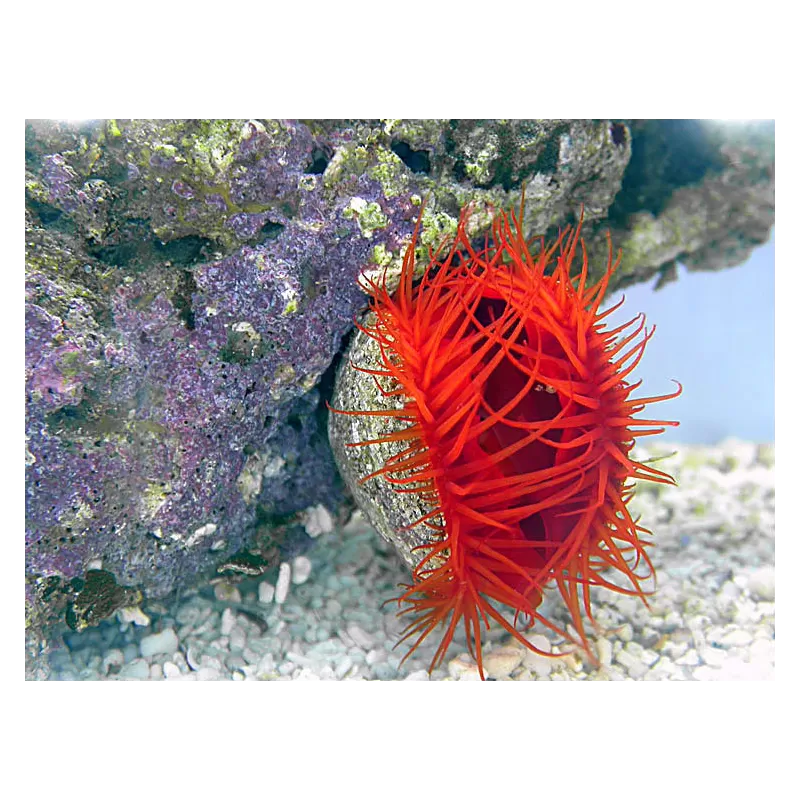 Möchten Sie Lima Scabra oder die Filetmuschel kaufen? | Coralandfishstore.nl Möchten Sie Lima Scabra oder die Filetmuschel kaufen? | Coralandfishstore.nl