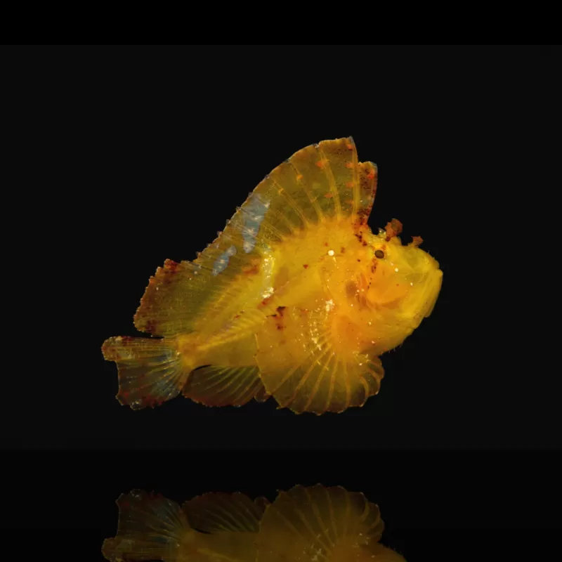 Taenianotus Triacanthus Gelb | Coralandfishstore.nl Taenianotus Triacanthus Gelb | Coralandfishstore.nl