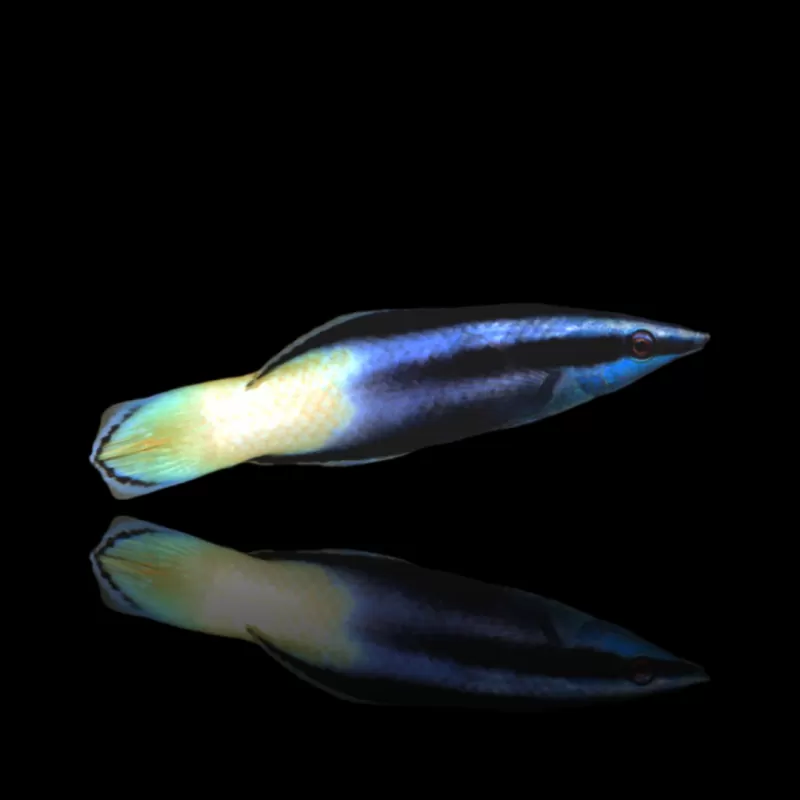 Möchten Sie Labroides Bicolor kaufen? | Coralandfishstore.nl Möchten Sie Labroides Bicolor kaufen? | Coralandfishstore.nl