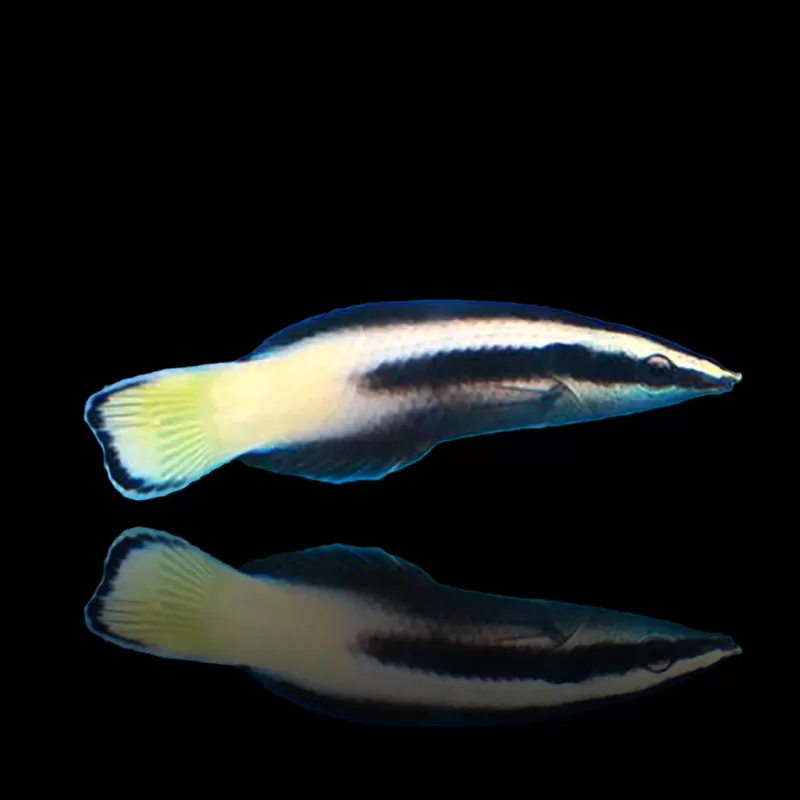 Möchten Sie Labroides Bicolor kaufen? | Coralandfishstore.nl Möchten Sie Labroides Bicolor kaufen? | Coralandfishstore.nl
