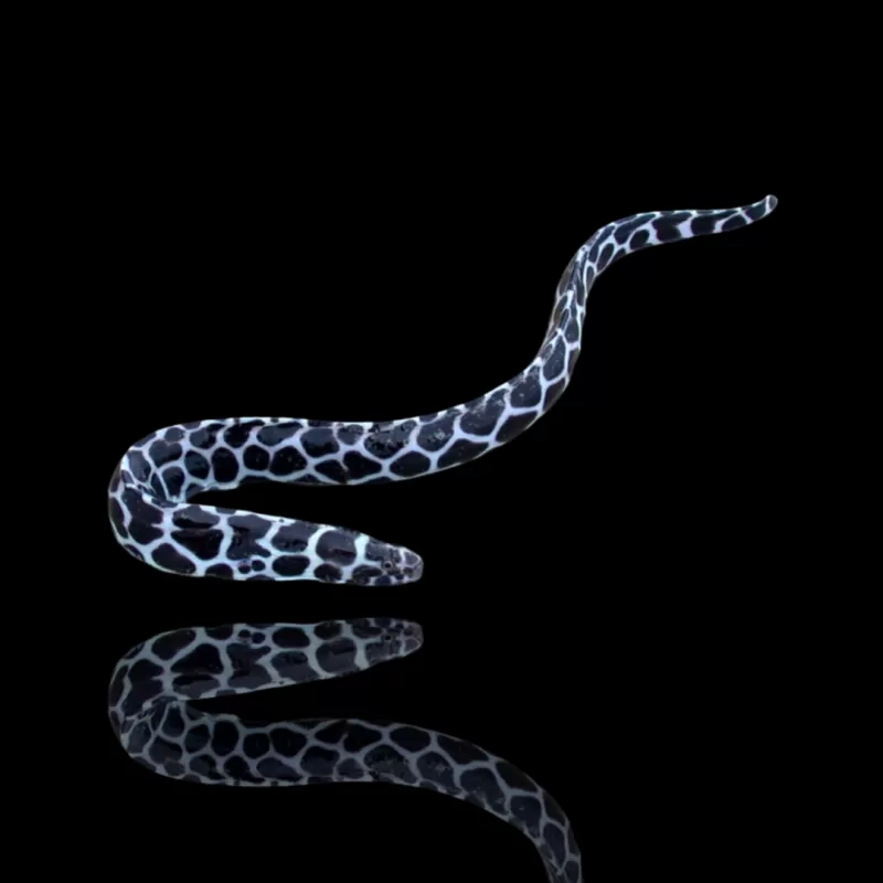 Möchten Sie Gymnothorax Favagineus kaufen? | Coralandfishstore.nl Möchten Sie Gymnothorax Favagineus kaufen? | Coralandfishstore.nl