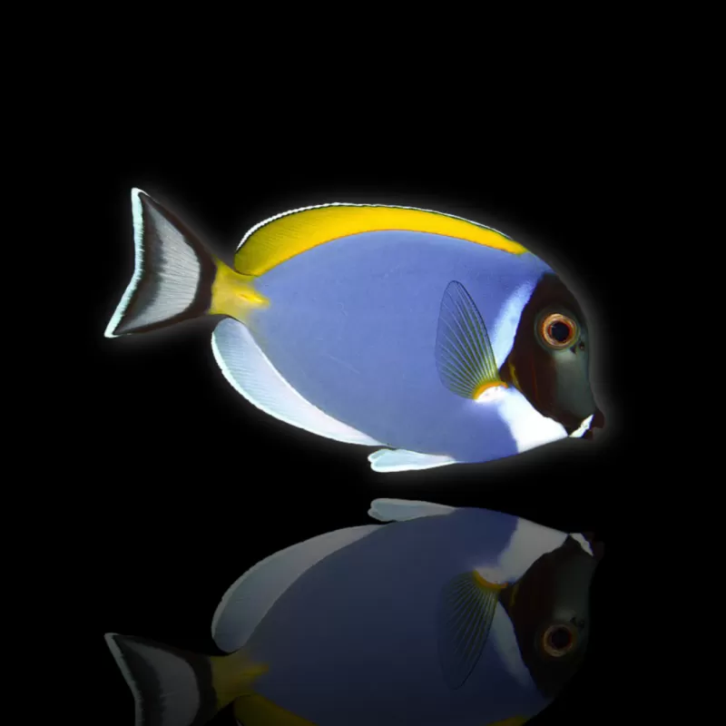 Acanthurus Leucosternon | Coralandfishstore.nl Acanthurus Leucosternon | Coralandfishstore.nl