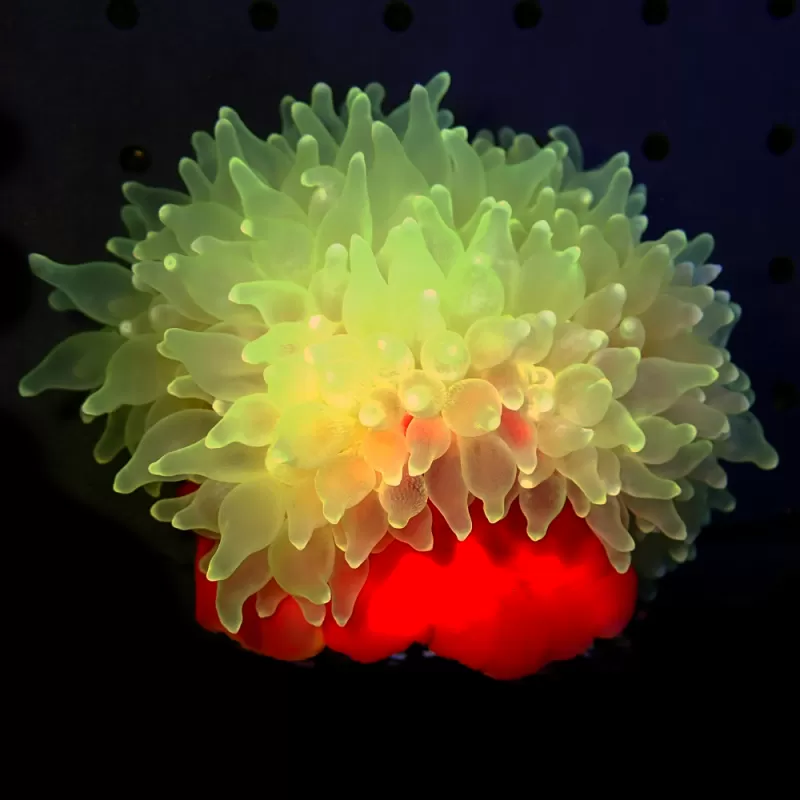 Entacmaea Quadricolor Bulb Anemone Yellow - Red Feet