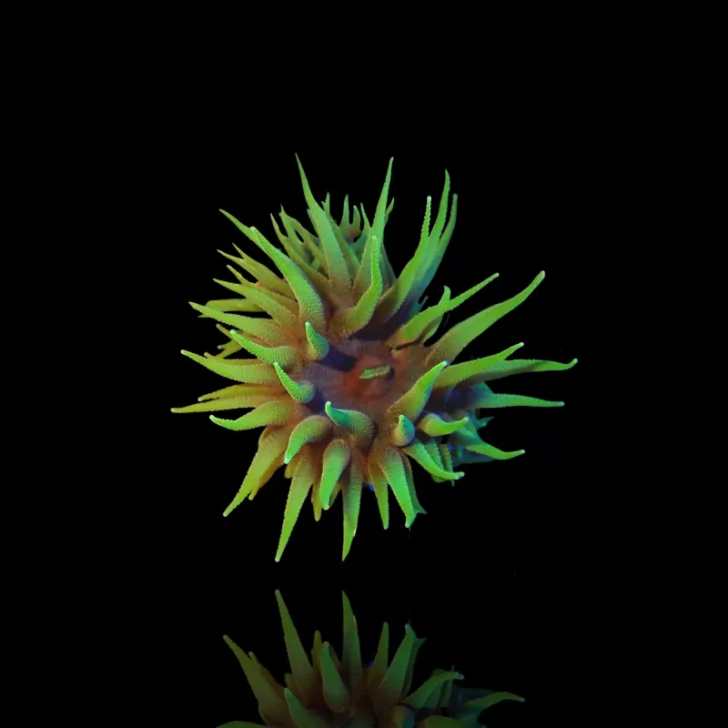 Tubastrea Faulkneri schwarz|Coralandfishstore.nl Tubastrea Faulkneri schwarz|Coralandfishstore.nl
