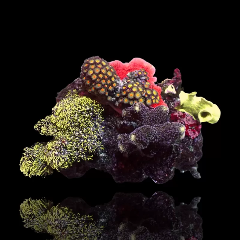 Coral Garden On Rock Mix Corals L-Size Indonesien bestellen? l Coralandfishstore.nl Coral Garden On Rock Mix Corals L-Size Indonesien bestellen? l Coralandfishstore.nl
