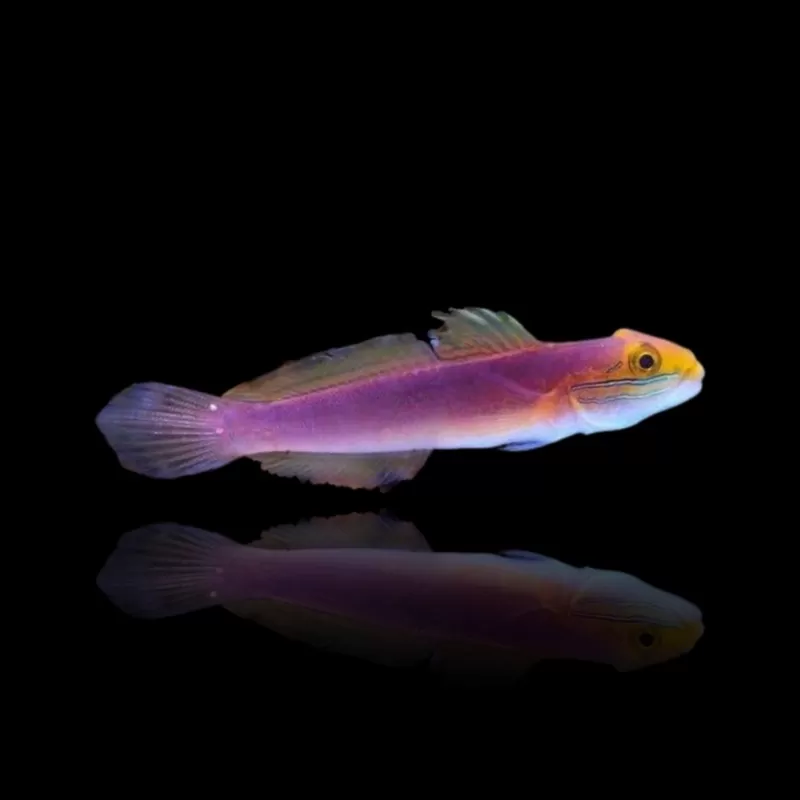 Valenciennea Bella Valenciennea Bella