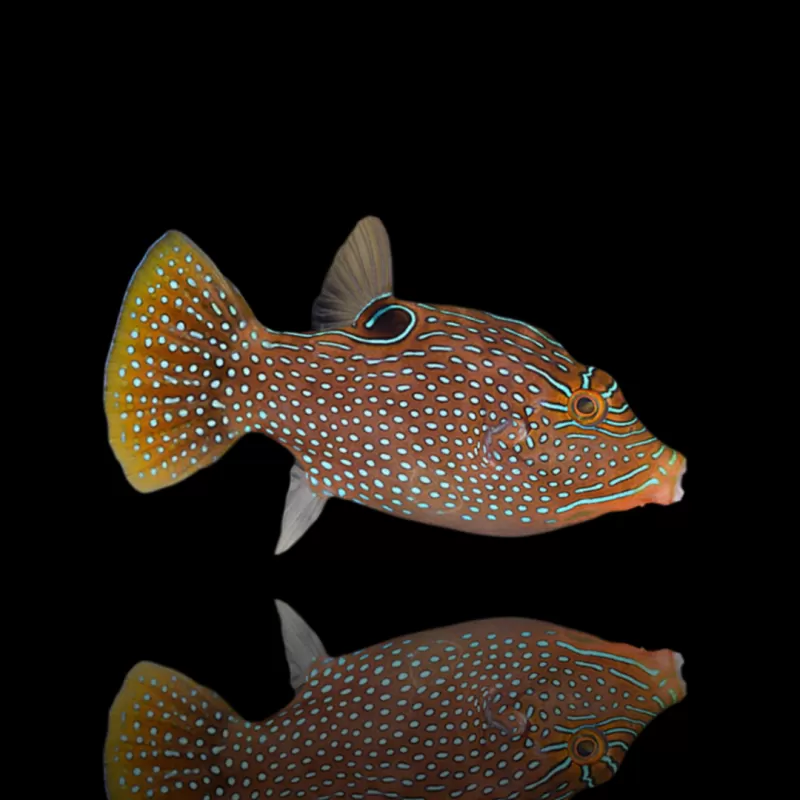 Möchten Sie Canthigaster Solandri kaufen?| Coralandfishstore.nl Möchten Sie Canthigaster Solandri kaufen?| Coralandfishstore.nl