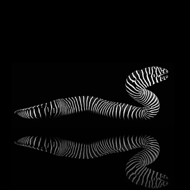Möchten Sie Gymnomuraena Zebra kaufen?| Coralandfishstore.nl Möchten Sie Gymnomuraena Zebra kaufen?| Coralandfishstore.nl