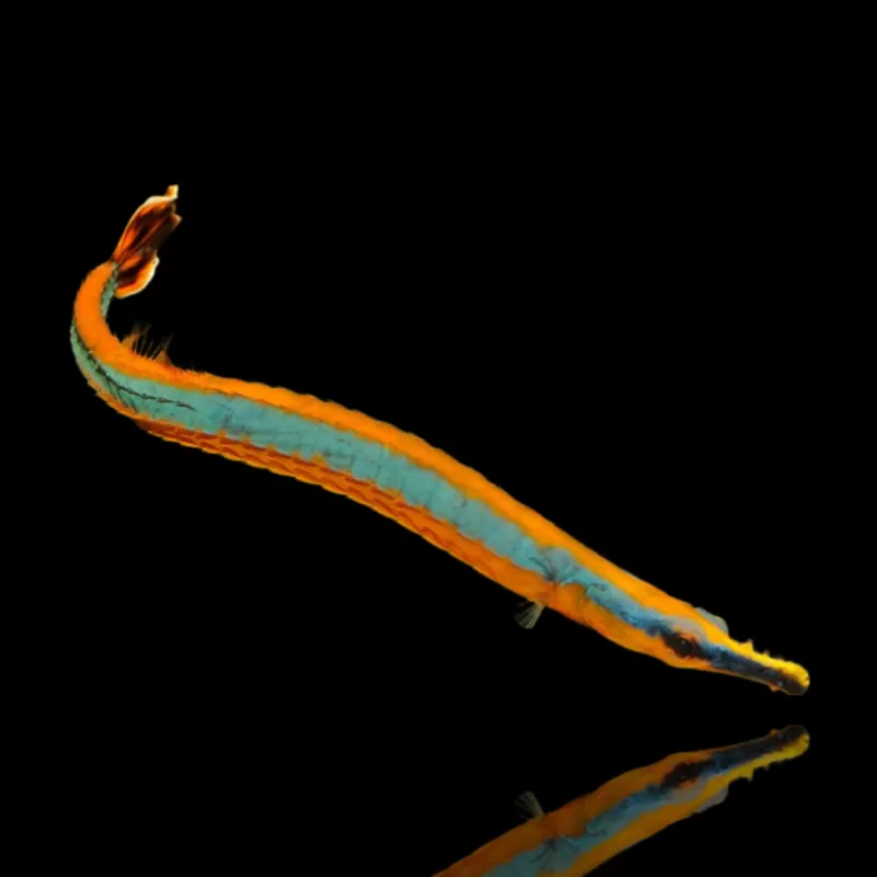Möchten Sie Doryrhampus Excisus - Blaustreifen-Seenadeln kaufen? Corallandfishstore Möchten Sie Doryrhampus Excisus - Blaustreifen-Seenadeln kaufen? Corallandfishstore