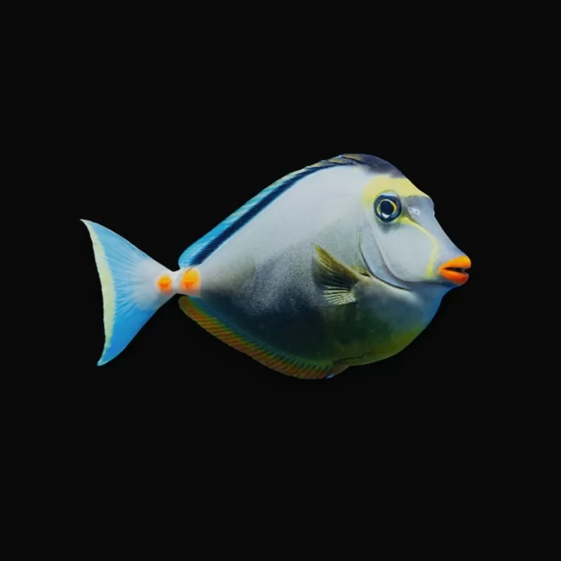 Größe Naso literatus M