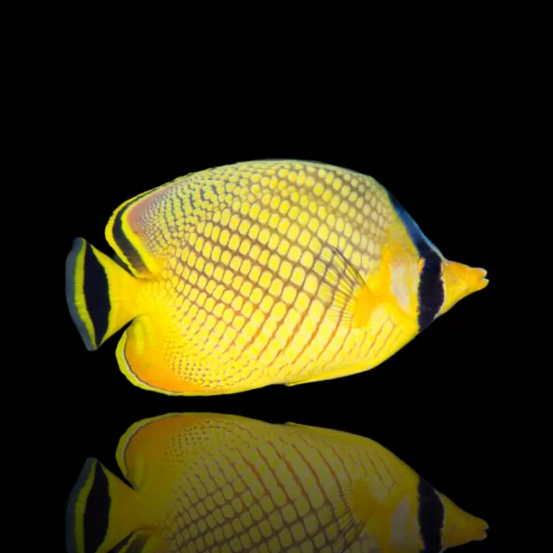 Coral And Fishstore - Chaetodon Rafflesi - Gelber, großformatiger Falterfisch