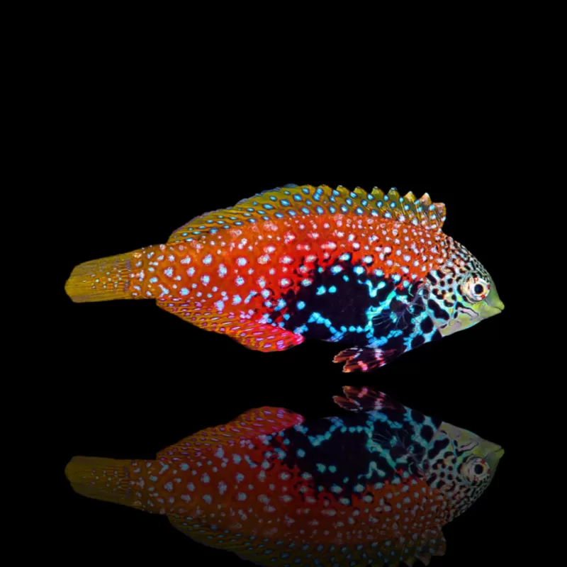 Macropharyngodon Bipartitus Weibchen kaufen?| Coralandfishstore.nl Macropharyngodon Bipartitus Weibchen kaufen?| Coralandfishstore.nl