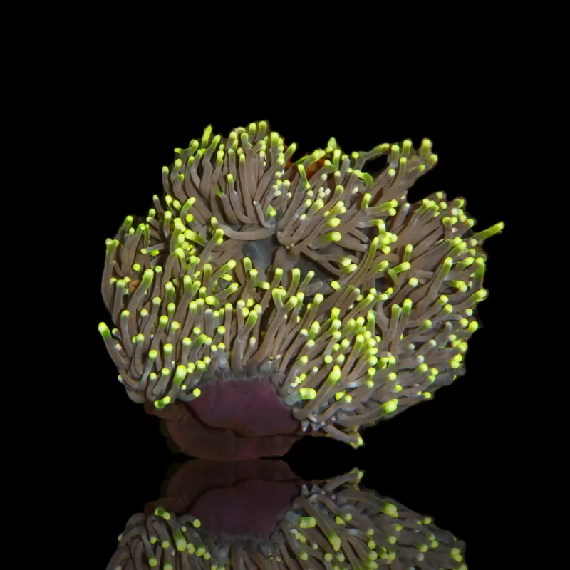 Heteractis Magnifica sp M Größe | Coralandfishstore.nl Heteractis Magnifica sp M Größe | Coralandfishstore.nl