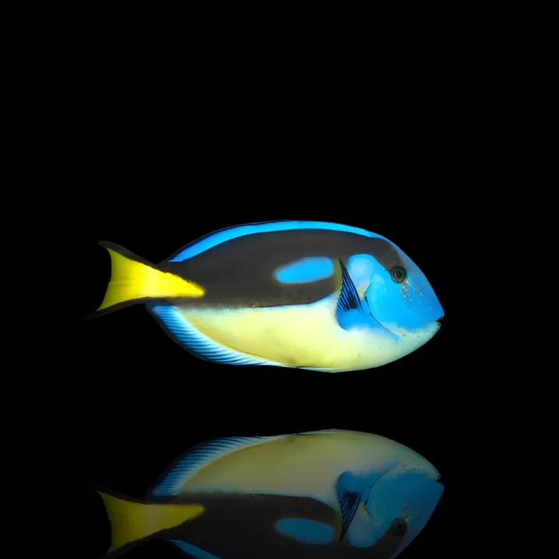 Möchten Sie Paracanthurus Hepatus (M) Yellowbelly bestellen? l Coralandfishstore.nl Möchten Sie Paracanthurus Hepatus (M) Yellowbelly bestellen? l Coralandfishstore.nl