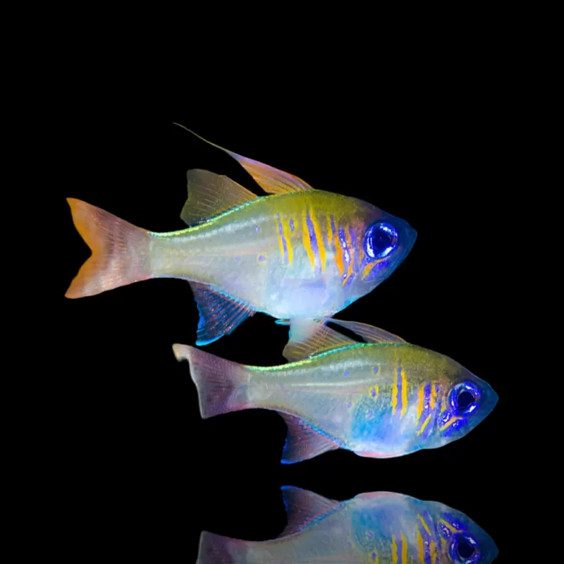 Möchten Sie Apogon Leptacanthus - blauäugig kaufen? | Coralandfishstore.nl Möchten Sie Apogon Leptacanthus - blauäugig kaufen? | Coralandfishstore.nl