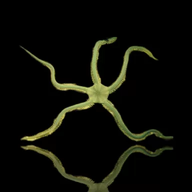 Ophiarachna Ingrassata