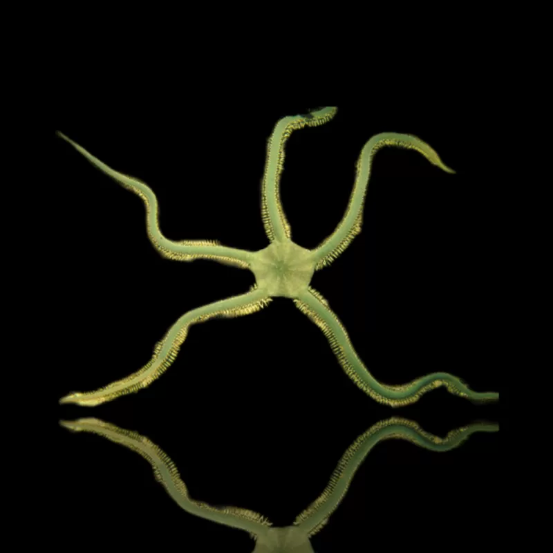 Möchten Sie Ophiarachna Incrassata – Grüner Schlangenstern kaufen? Möchten Sie Ophiarachna Incrassata – Grüner Schlangenstern kaufen?
