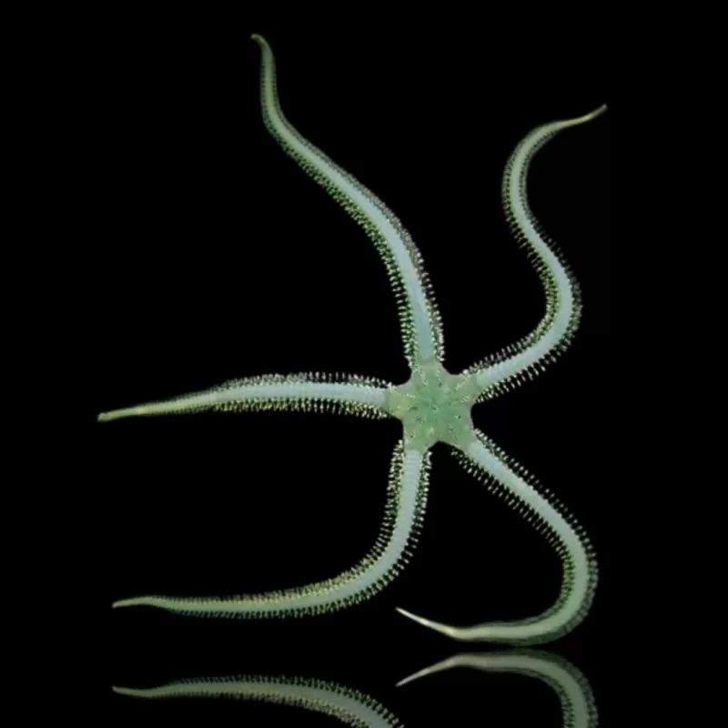 Möchten Sie Ophiarachna Incrassata – Grüner Schlangenstern kaufen? Möchten Sie Ophiarachna Incrassata – Grüner Schlangenstern kaufen?