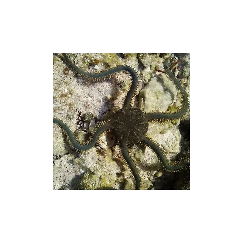 Möchten Sie Ophiarachna Incrassata – Grüner Schlangenstern kaufen? Möchten Sie Ophiarachna Incrassata – Grüner Schlangenstern kaufen?