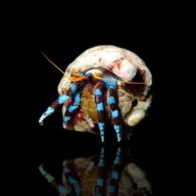 Calcinus elegans