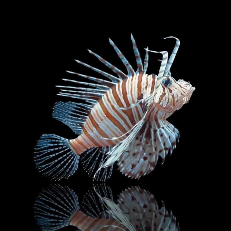 Pterois Volitans – Möchten Sie den großen Rotfeuerfisch kaufen?| Coralandfishstore.nl Pterois Volitans – Möchten Sie den großen Rotfeuerfisch kaufen?| Coralandfishstore.nl