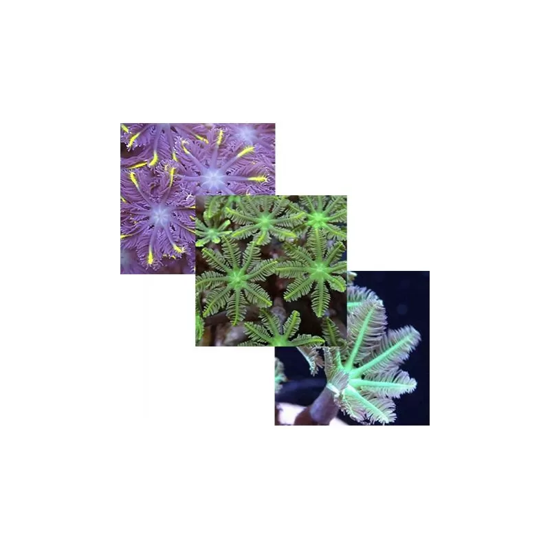 Clavularia Pack (3 kleuren)