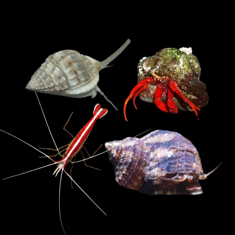 Möchten Sie ein Reinigungsteam kaufen? | Coralandfishstore.nl Möchten Sie ein Reinigungsteam kaufen? | Coralandfishstore.nl