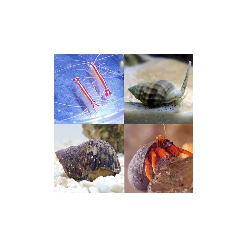 Opruimploeg kopen? | Coralandfishstore.nl Opruimploeg kopen? | Coralandfishstore.nl