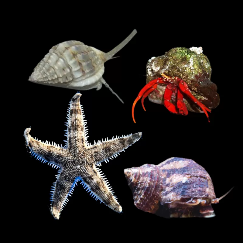 Möchten Sie ein Reinigungsteam kaufen? | Coralandfishstore.nl Möchten Sie ein Reinigungsteam kaufen? | Coralandfishstore.nl