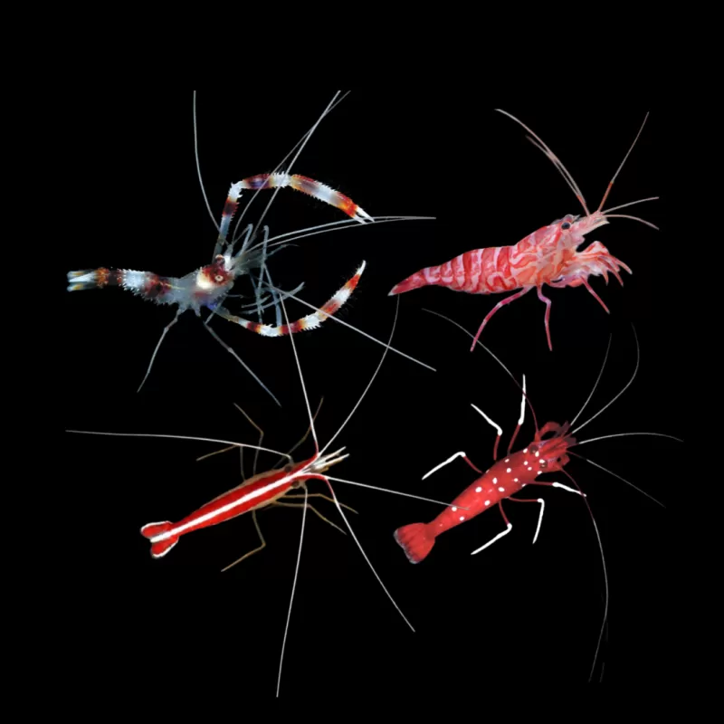 Möchten Sie ein Garnelenpaket (4 Garnelen) kaufen? | Coralandfishstore.nl Möchten Sie ein Garnelenpaket (4 Garnelen) kaufen? | Coralandfishstore.nl