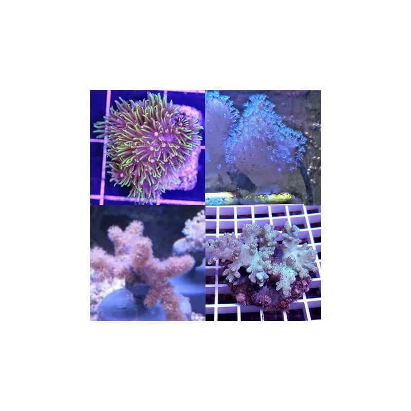 Tiny Soft Coral Pack (5 stuks)