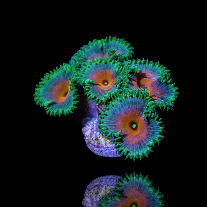 Zoanthus Captain America Frag S-Größe