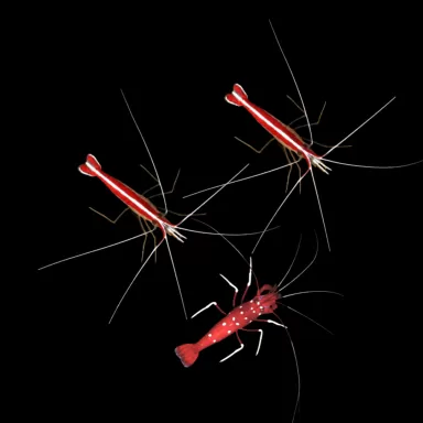 Lysmata Pack (3 Garnelen)