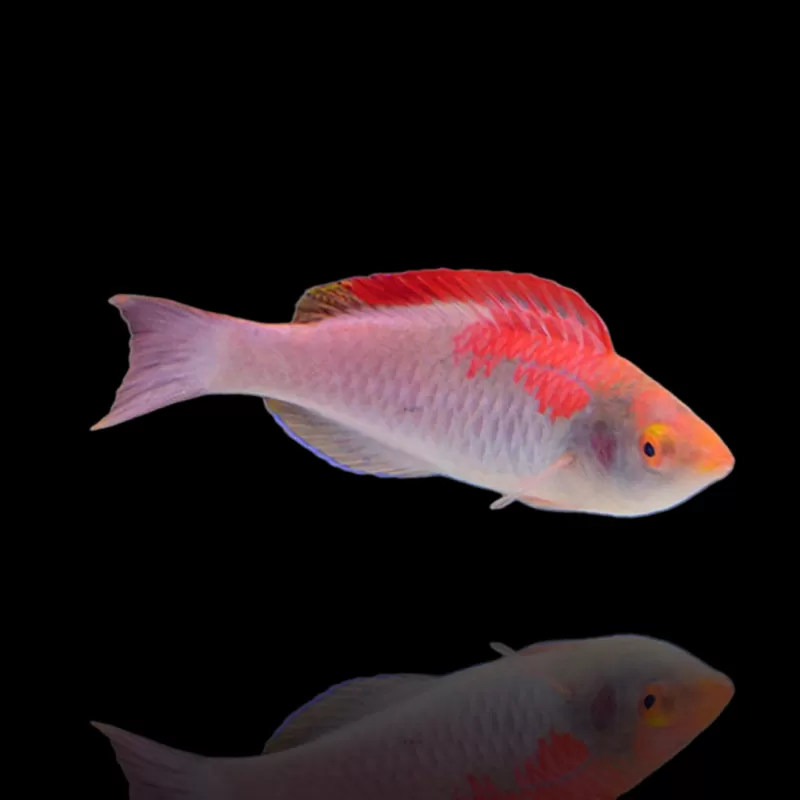 Möchten Sie Cirrhilabrus Adornatus kaufen? | Coralandfishstore.nl Möchten Sie Cirrhilabrus Adornatus kaufen? | Coralandfishstore.nl