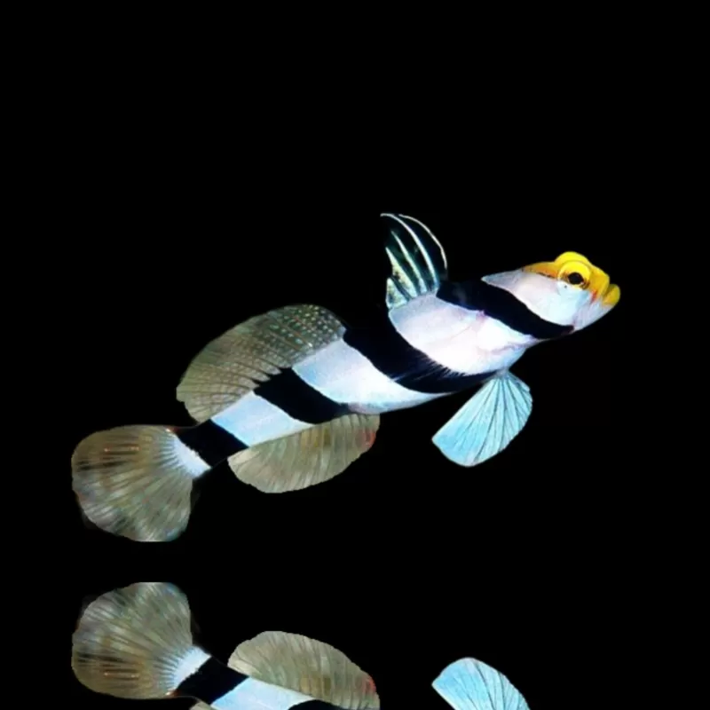 Korallen- und Fischgeschäft - stonogobiops-xanthorhinica Korallen- und Fischgeschäft - stonogobiops-xanthorhinica