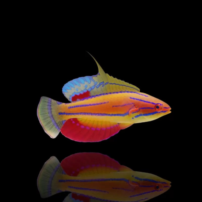 Paracheilinus McCoskeri | Coralandfishstore.nl Paracheilinus McCoskeri | Coralandfishstore.nl