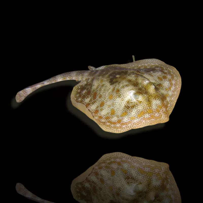 Möchten Sie Urobatis Jamaicensis kaufen? | Coralandfishstore.nl Möchten Sie Urobatis Jamaicensis kaufen? | Coralandfishstore.nl