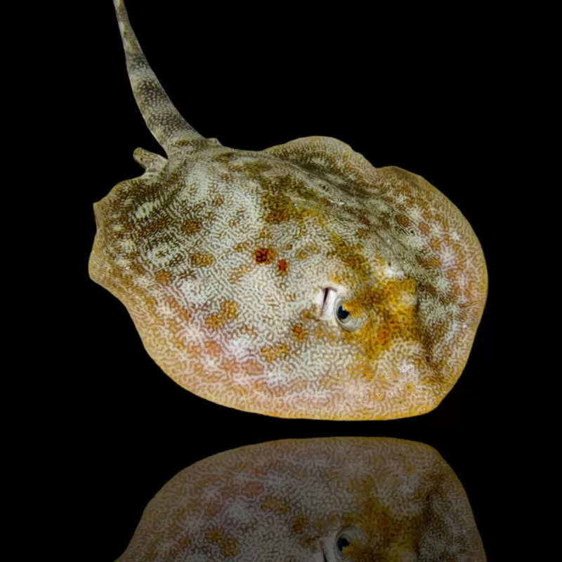 Möchten Sie Urobatis Jamaicensis kaufen? | Coralandfishstore.nl Möchten Sie Urobatis Jamaicensis kaufen? | Coralandfishstore.nl