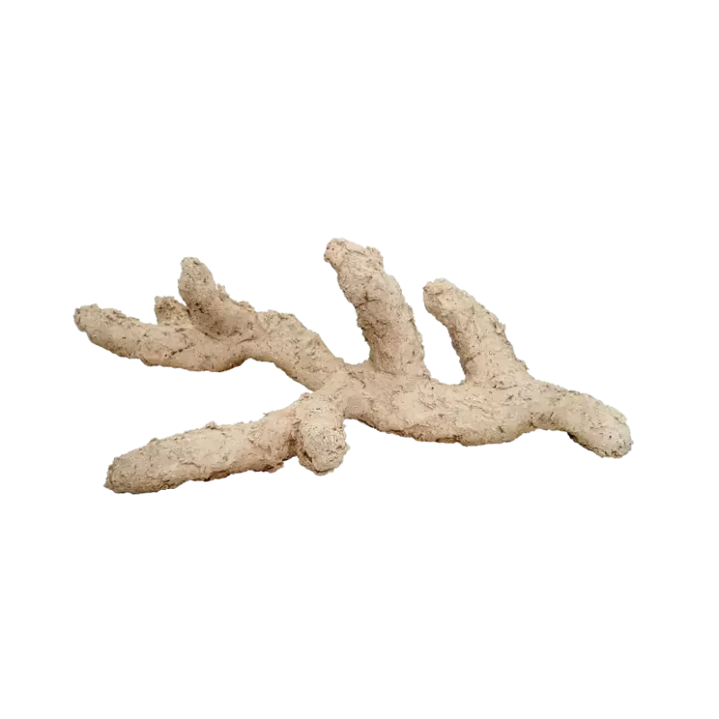 Möchten Sie Arka Branched Nature 30 cm kaufen?Coralandfishstore.nl Möchten Sie Arka Branched Nature 30 cm kaufen?Coralandfishstore.nl