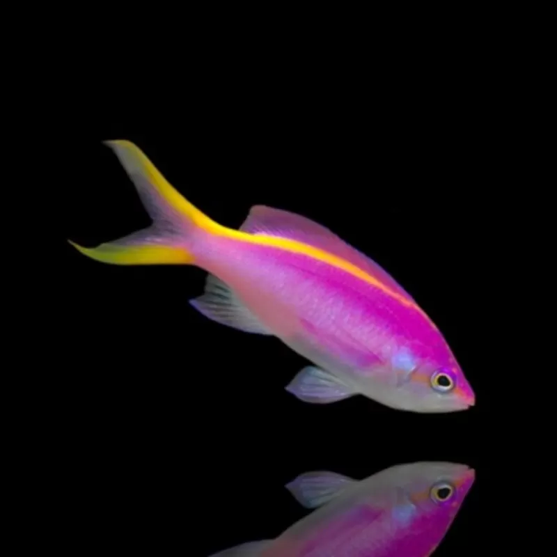 Mirolabrichtthys Tuka Weibchen| Coralandfishstore.nl Mirolabrichtthys Tuka Weibchen| Coralandfishstore.nl