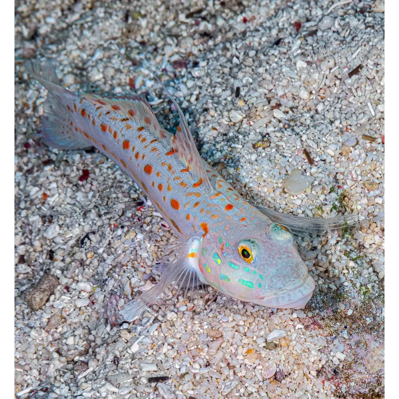 Möchten Sie Valenciennea Puellaris (M) kaufen? | Coralandfishstore.nl Möchten Sie Valenciennea Puellaris (M) kaufen? | Coralandfishstore.nl