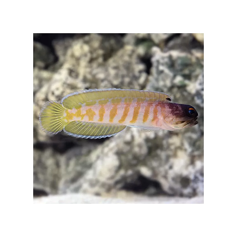 Möchten Sie Opistognathus Randalli - Goldband-Kieferfisch kaufen? | Coralandfishstore.nl Möchten Sie Opistognathus Randalli - Goldband-Kieferfisch kaufen? | Coralandfishstore.nl
